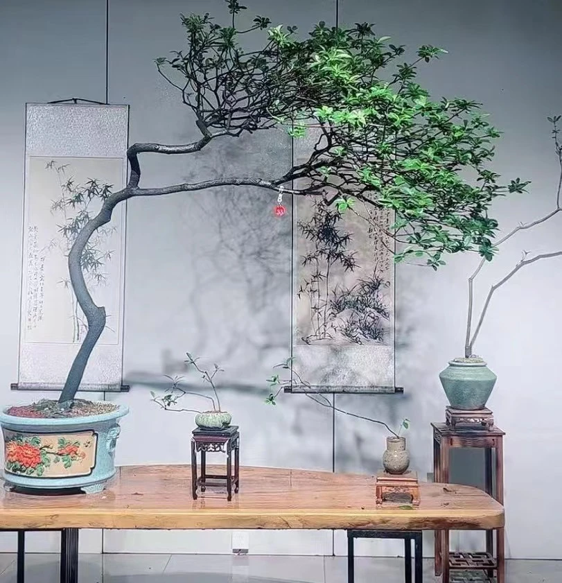 高山春花栀子花映山红杜鹃盆景老桩