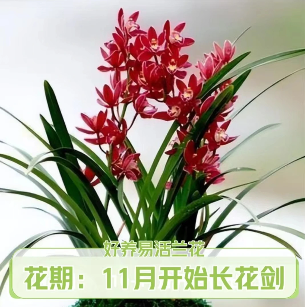 蕙兰红宝石兰场兰花苗基地直发【6-8苗】11月长花剑
