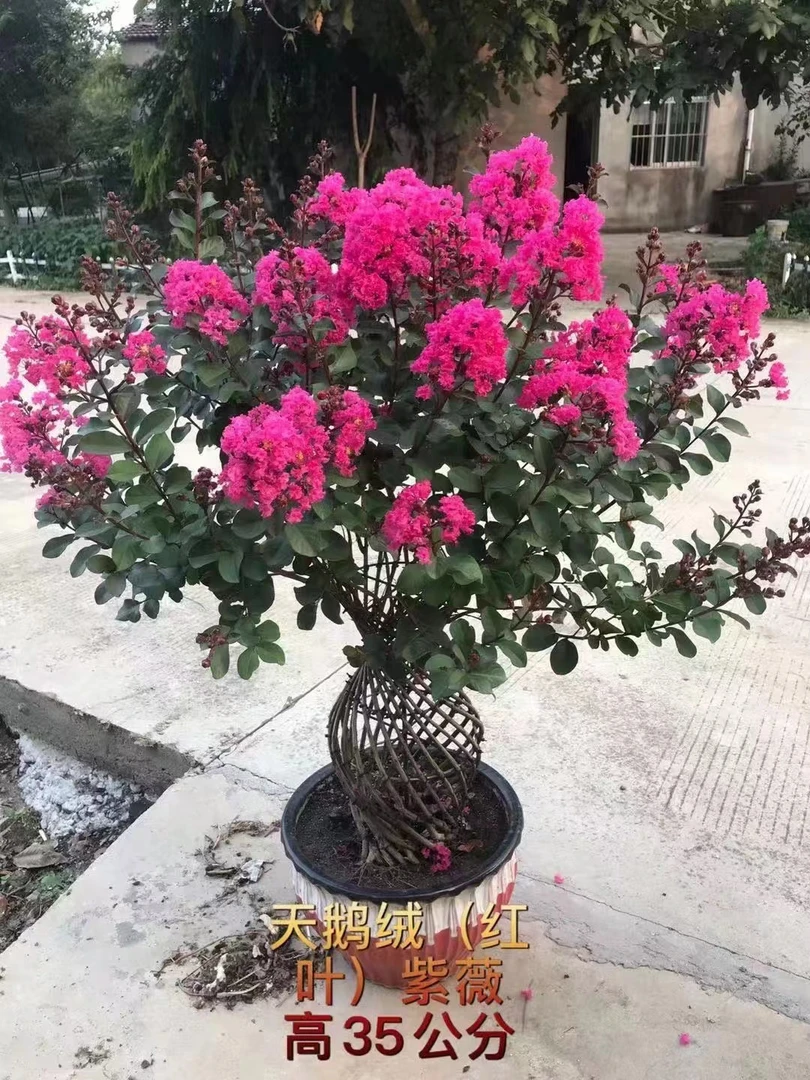 紫微花瓶福禄型老盆口