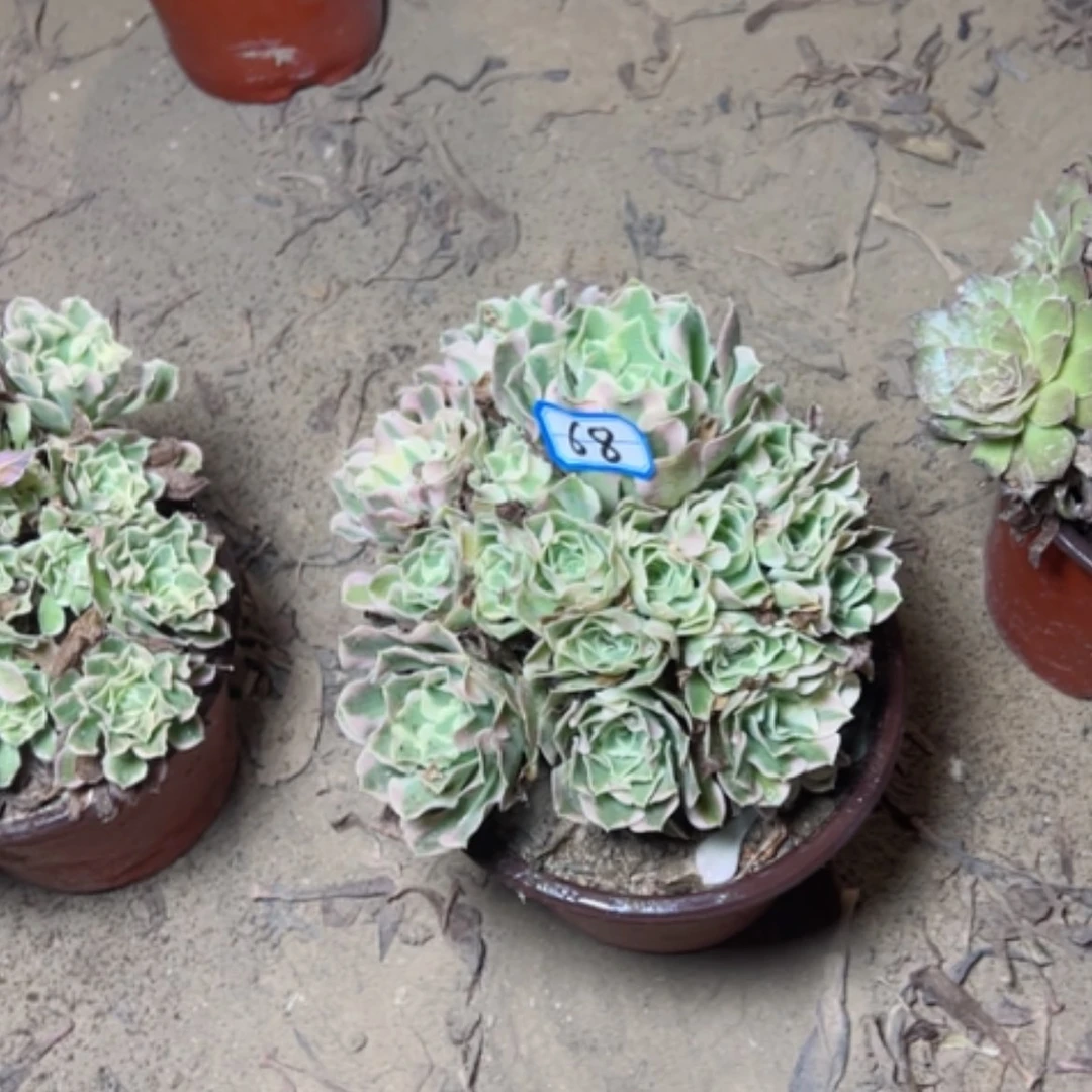 【闪购商品】多肉植物白凤68