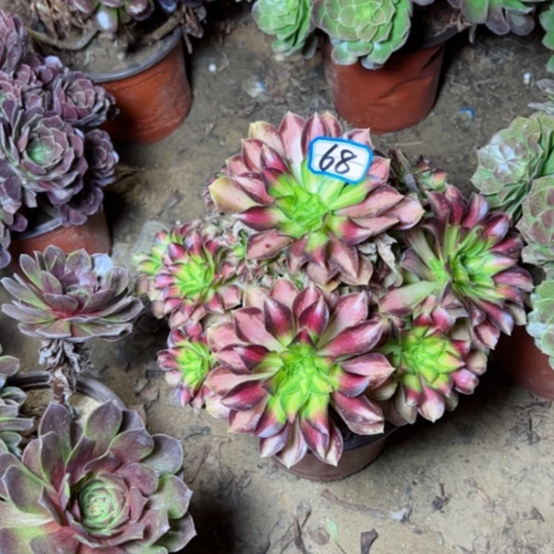 【闪购商品】R**e多肉植物绍华68