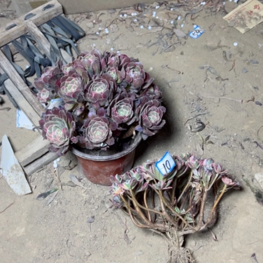 【闪购商品】知**乐多肉植物两个10