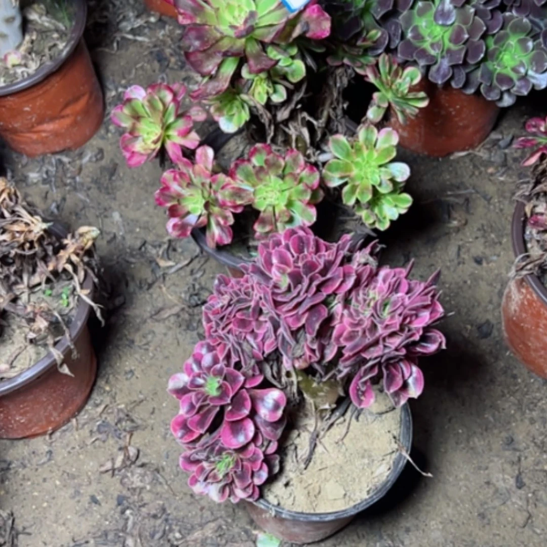 【闪购商品】用****6多肉植物两个1