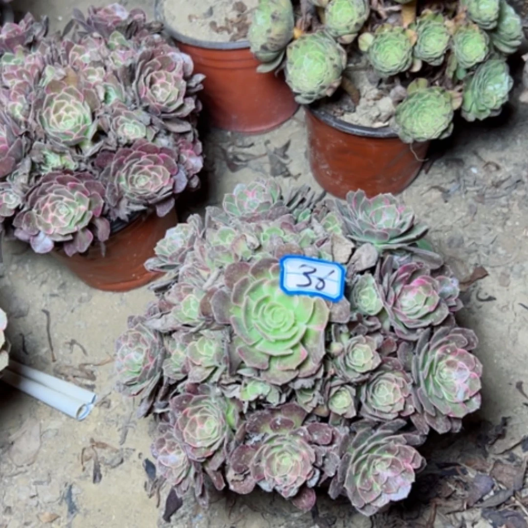 【闪购商品】多肉植物安娜36