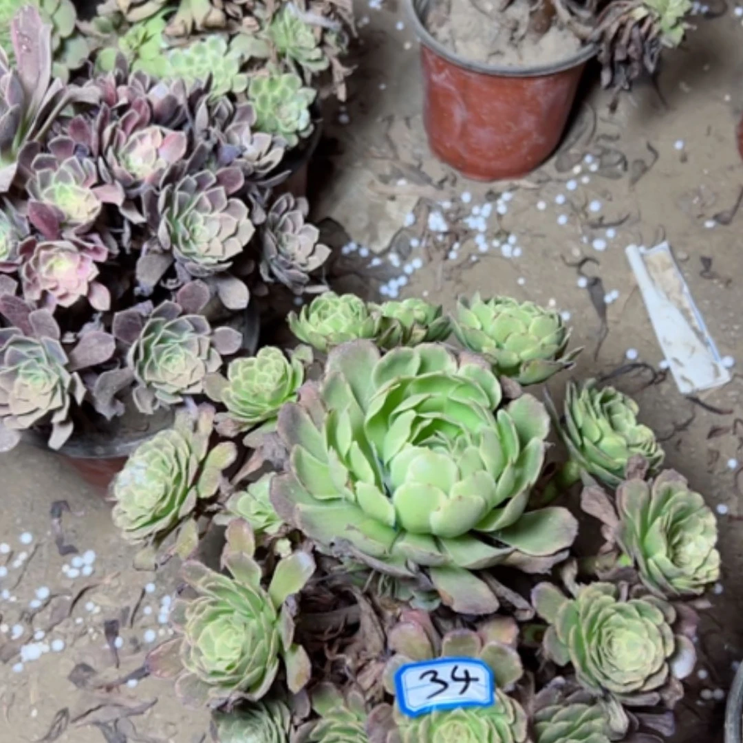 【闪购商品】多肉植物黑金刚34