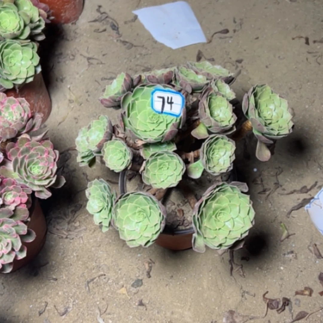 【闪购商品】多肉植物万圣节74