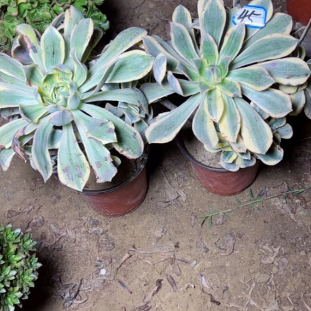 【闪购商品】^****～多肉植物两个45