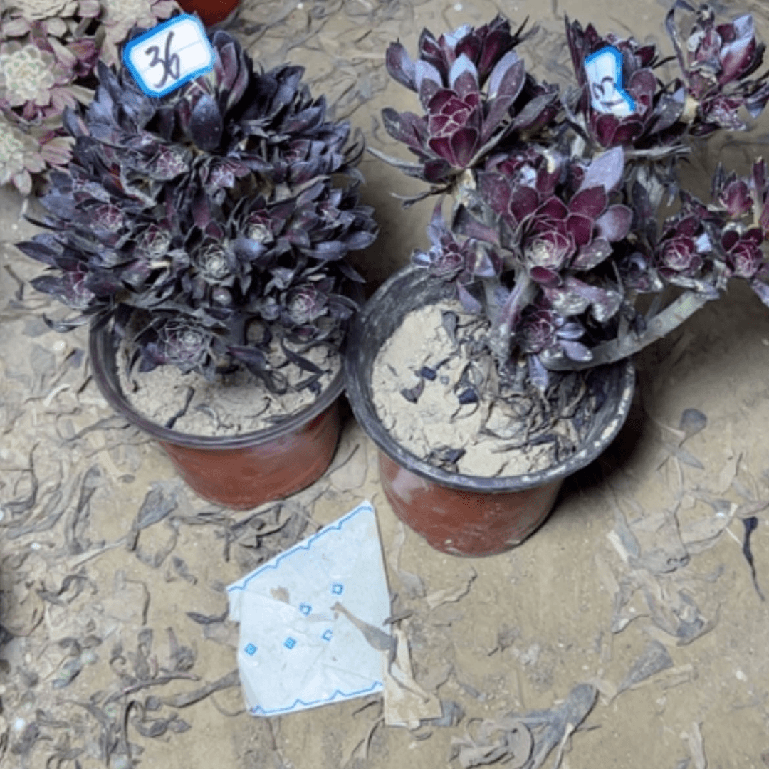 【闪购商品】多肉植物两个36.93