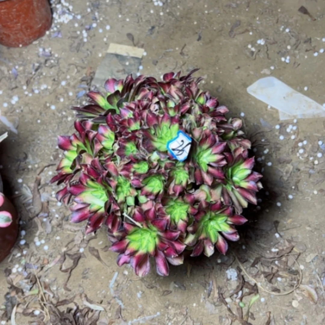 【闪购商品】多肉植物绍华26