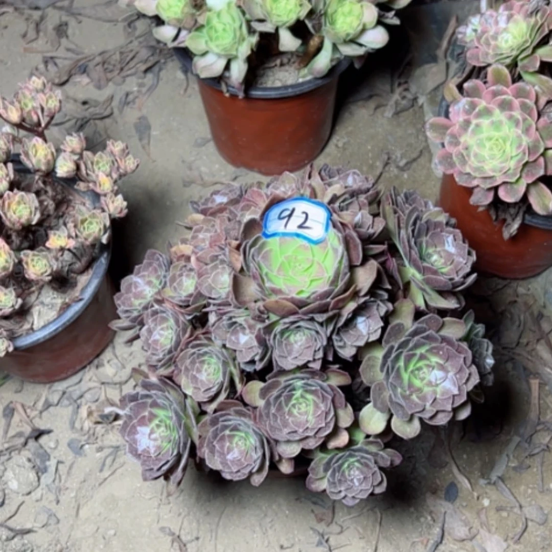【闪购商品】多肉植物黑魔92
