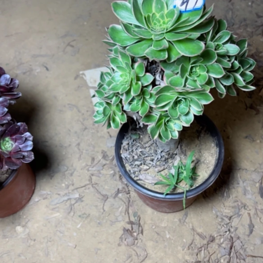 【闪购商品】儿*多肉植物青莲49