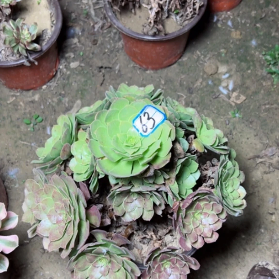 【闪购商品】雯**象多肉植物万圣节63