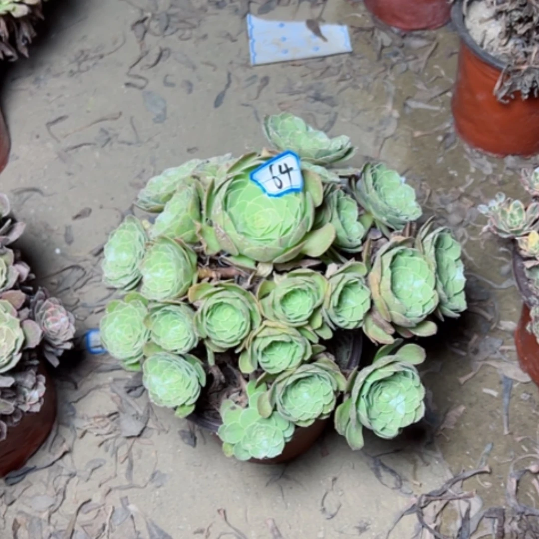 【闪购商品】多肉植物万圣节64