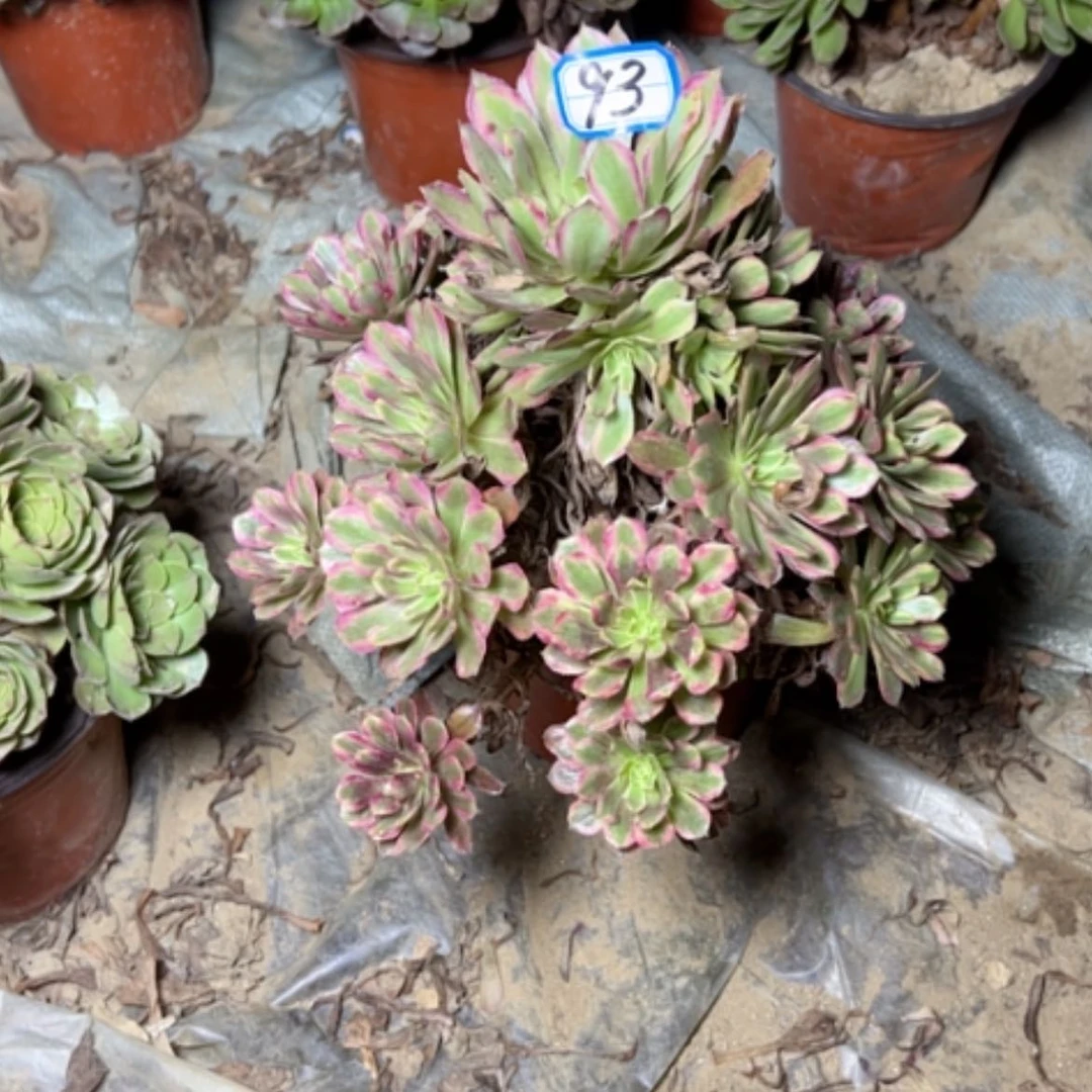 【闪购商品】多肉植物红胭脂93