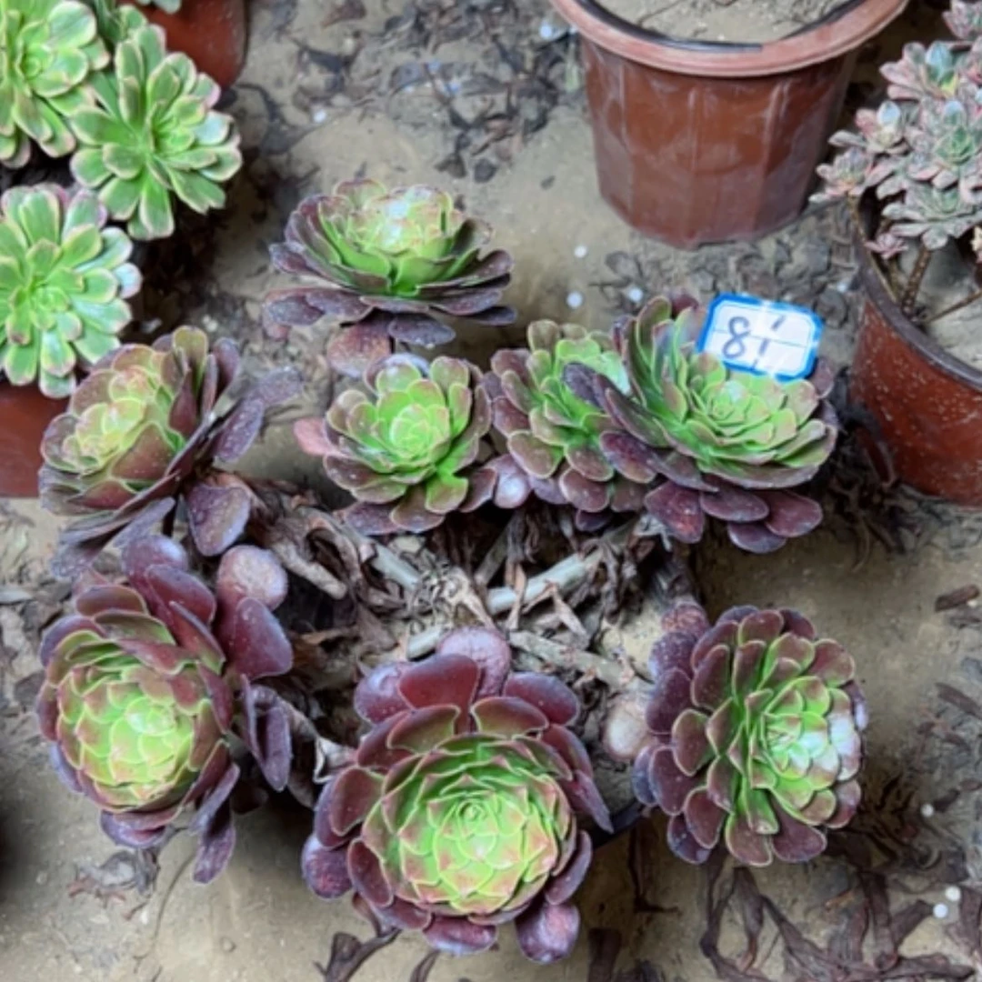 【闪购商品】多肉植物萝莉81