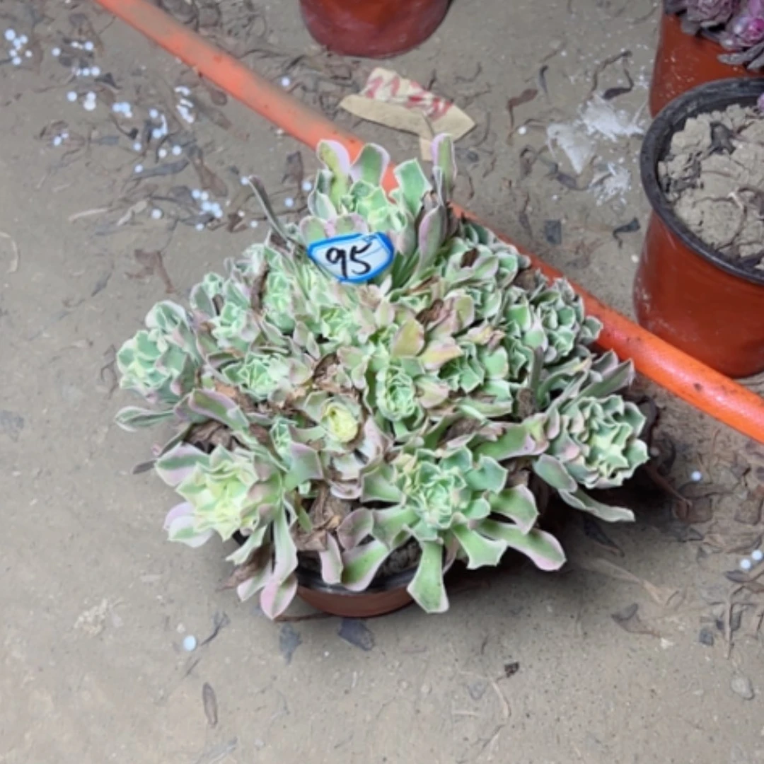 【闪购商品】多肉植物白凤95