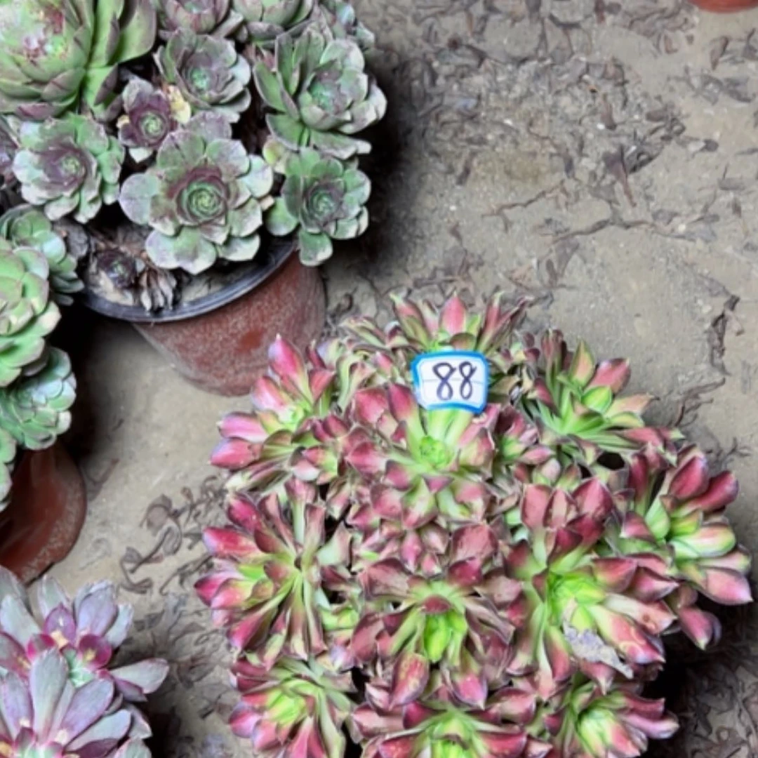 【闪购商品】多肉植物绍华88