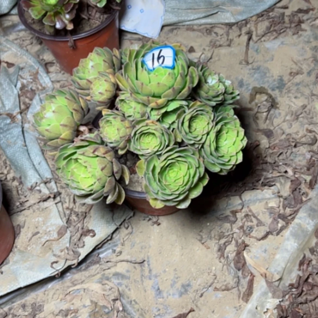 【闪购商品】李*多肉植物万拉丝16