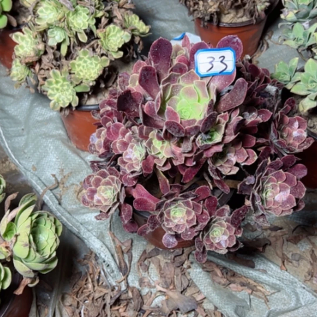 【闪购商品】多肉植物欧佳丽33