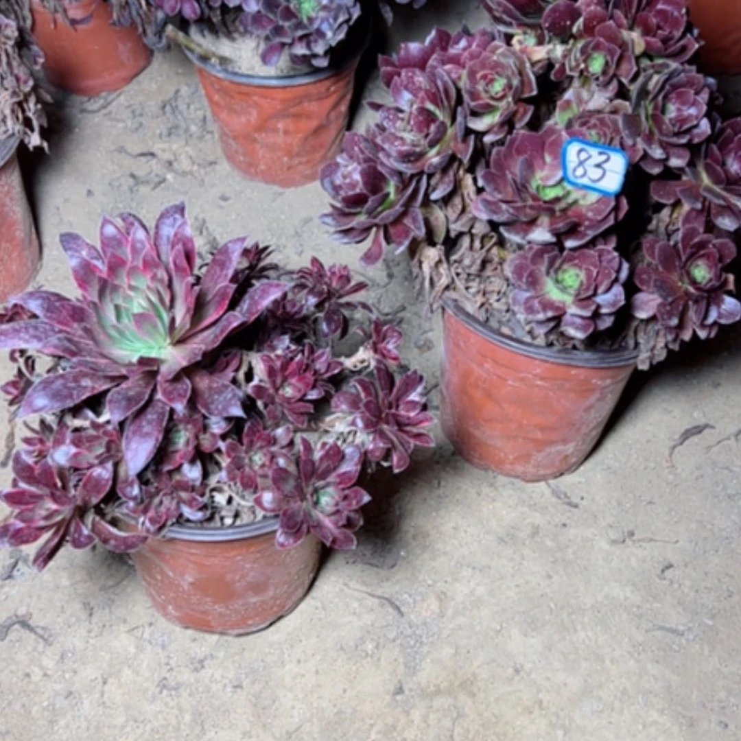 【闪购商品】徐*梅多肉植物两个83