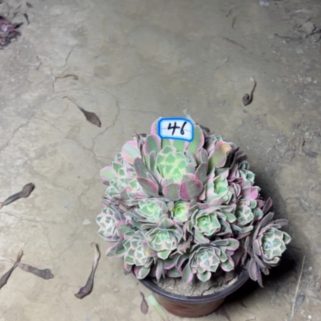 【闪购商品】多肉植物粉女郎46