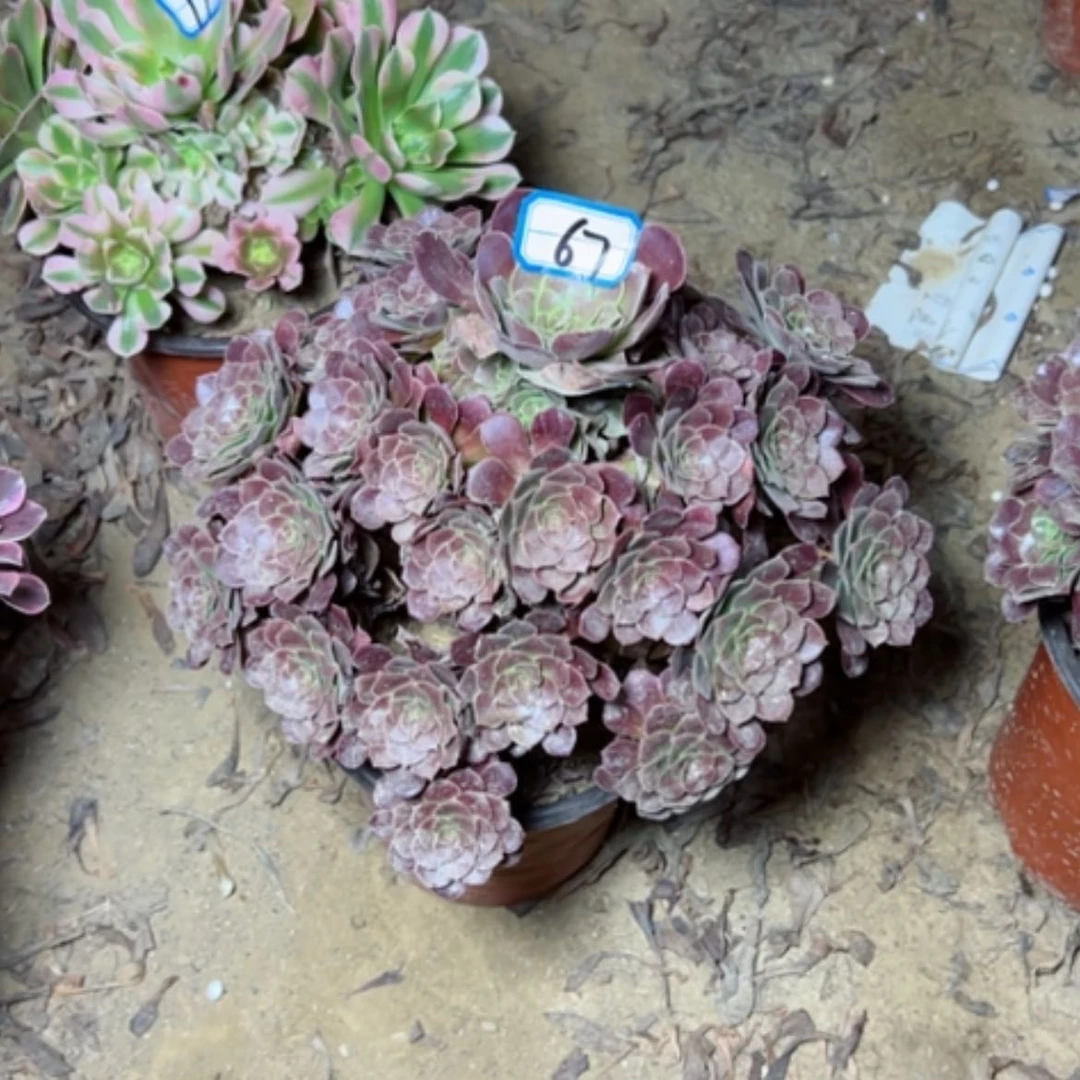 【闪购商品】多肉植物何兰67
