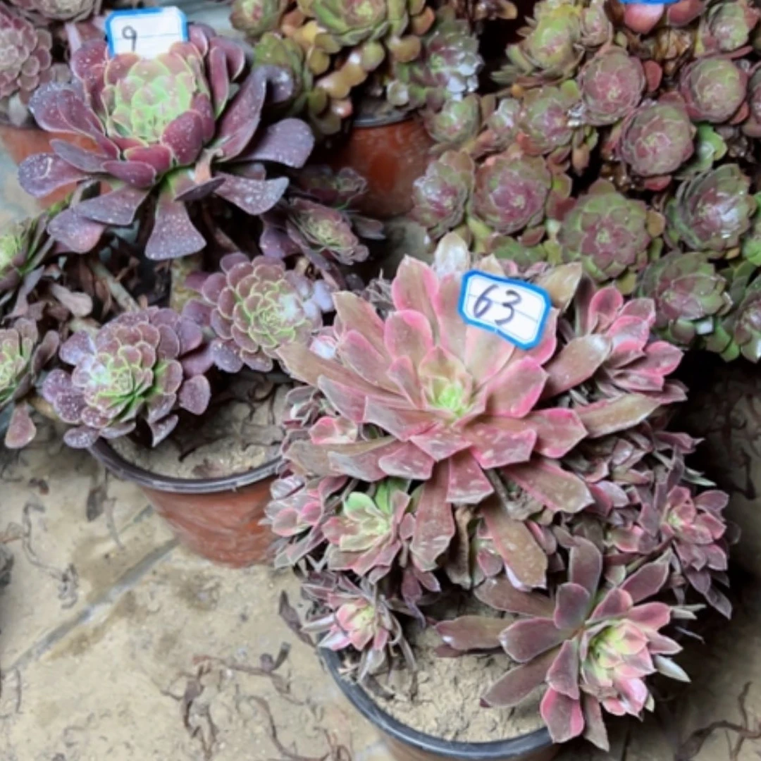【闪购商品】繁*花多肉植物梦娜丽莎63