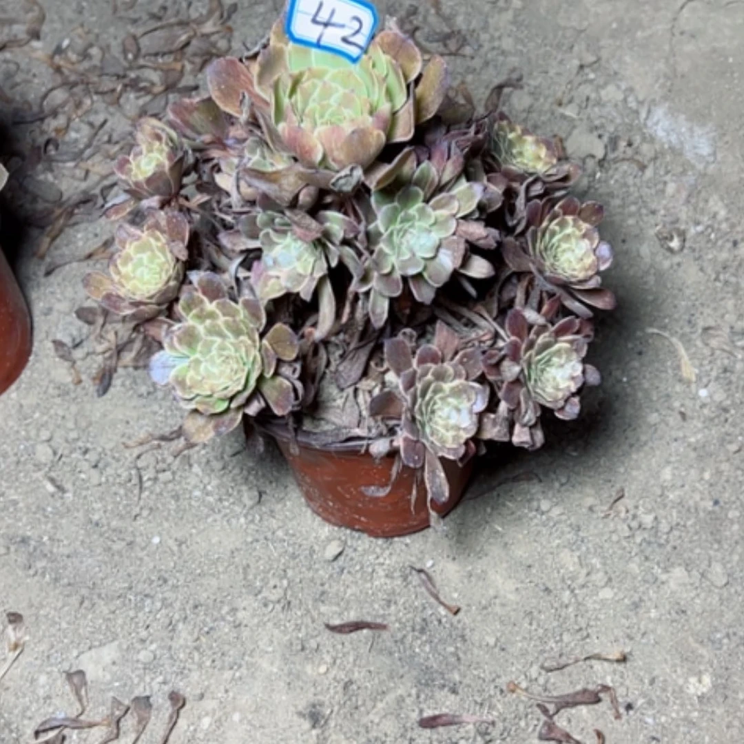 【闪购商品】多肉植物水墨画42