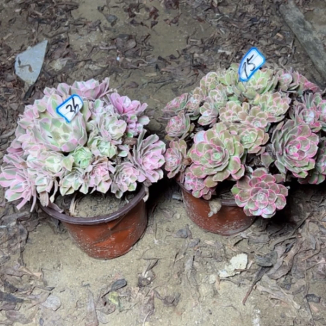 【闪购商品】@*姐多肉植物两个75