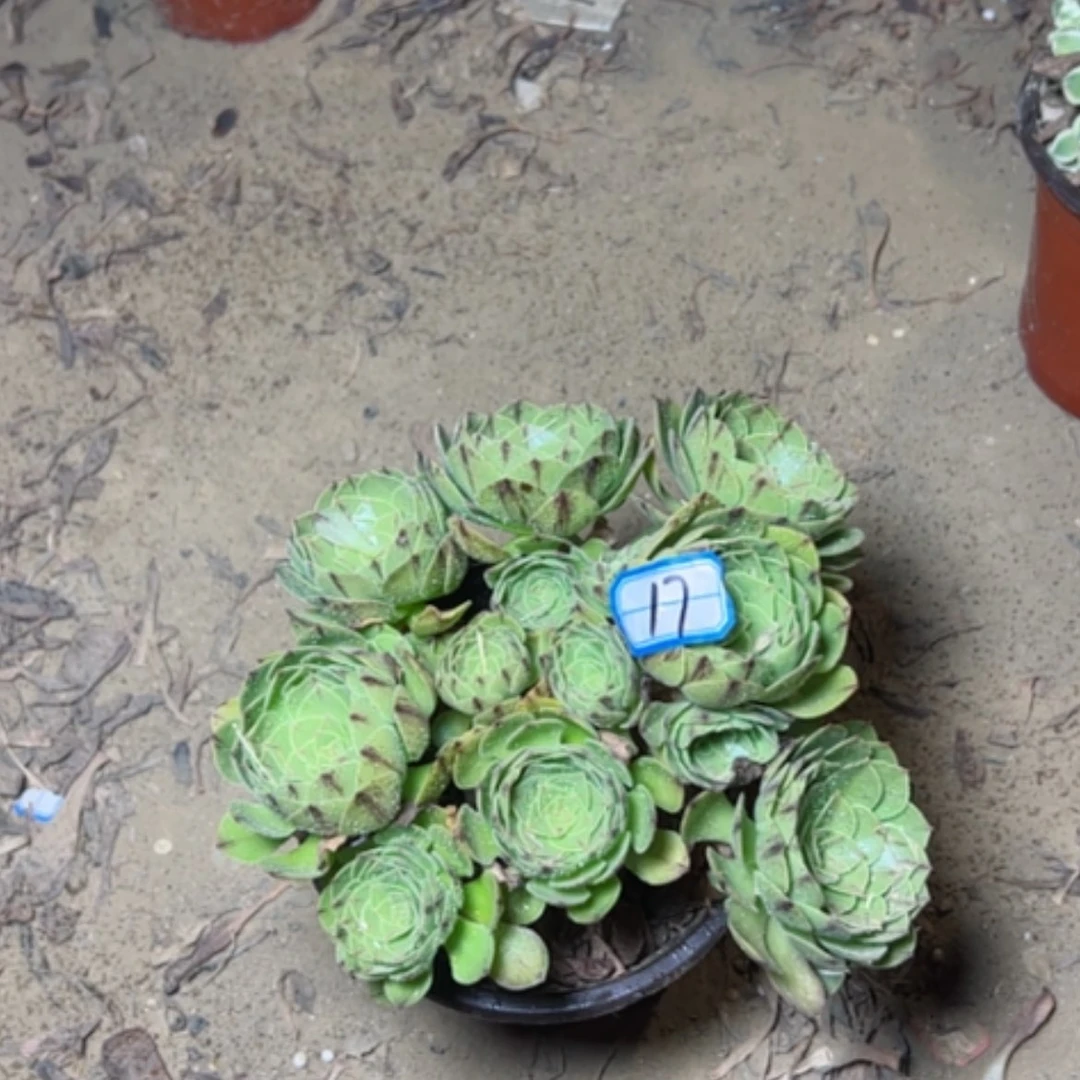 【闪购商品】多肉植物万拉丝17