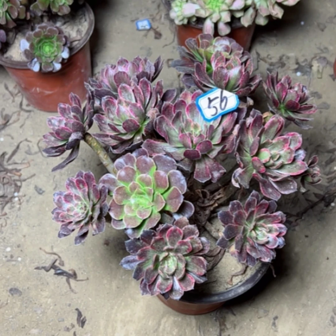 【闪购商品】多肉植物紫霞56