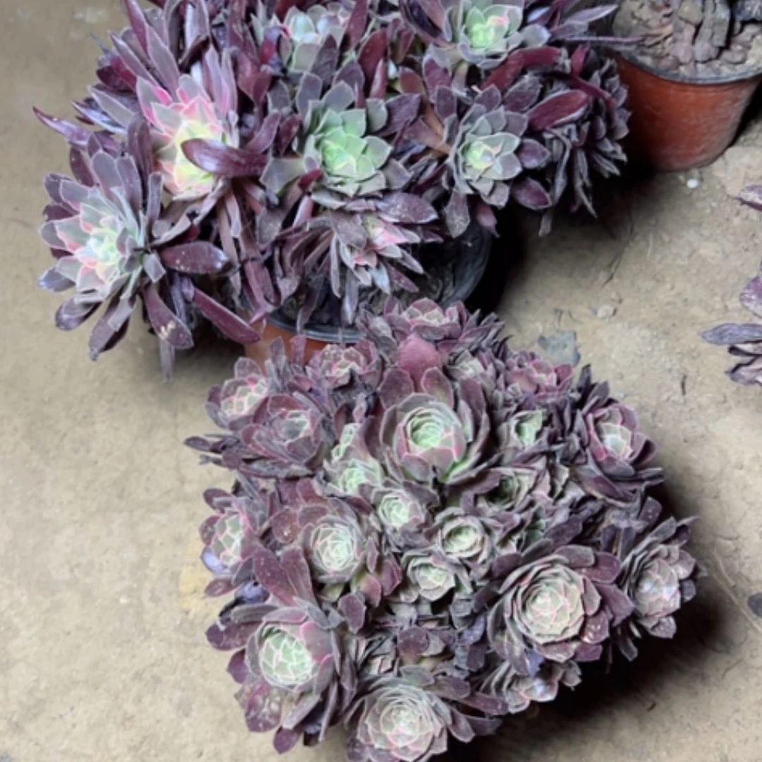【闪购商品】巪**立多肉植物两个13