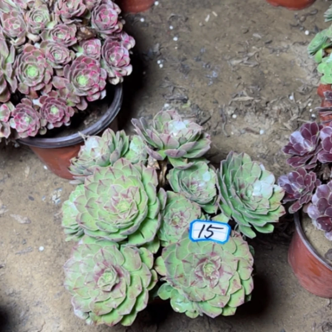 【闪购商品】多肉植物万拉丝15