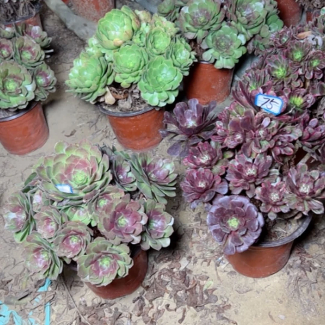 【闪购商品】?****?多肉植物两个75