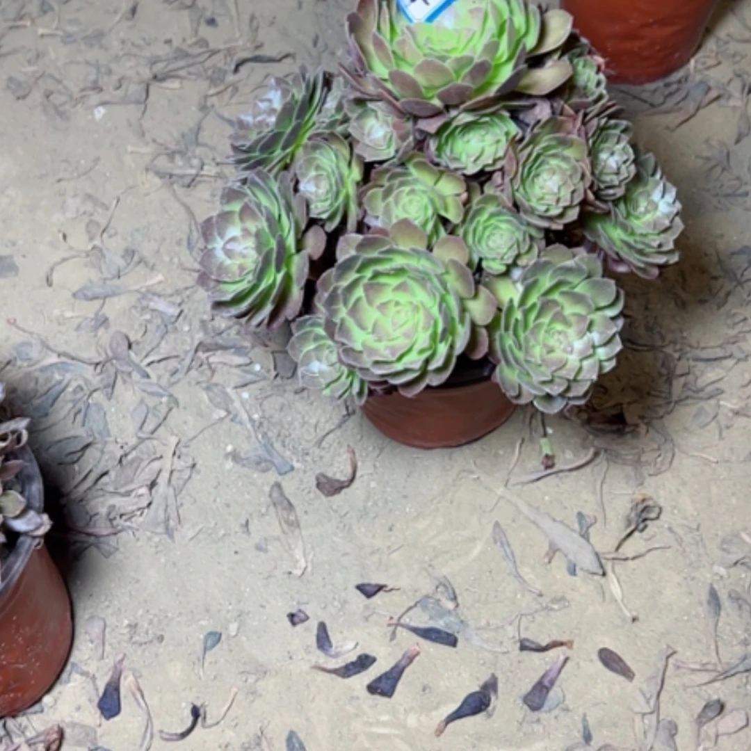 【闪购商品】多肉植物黑魔47