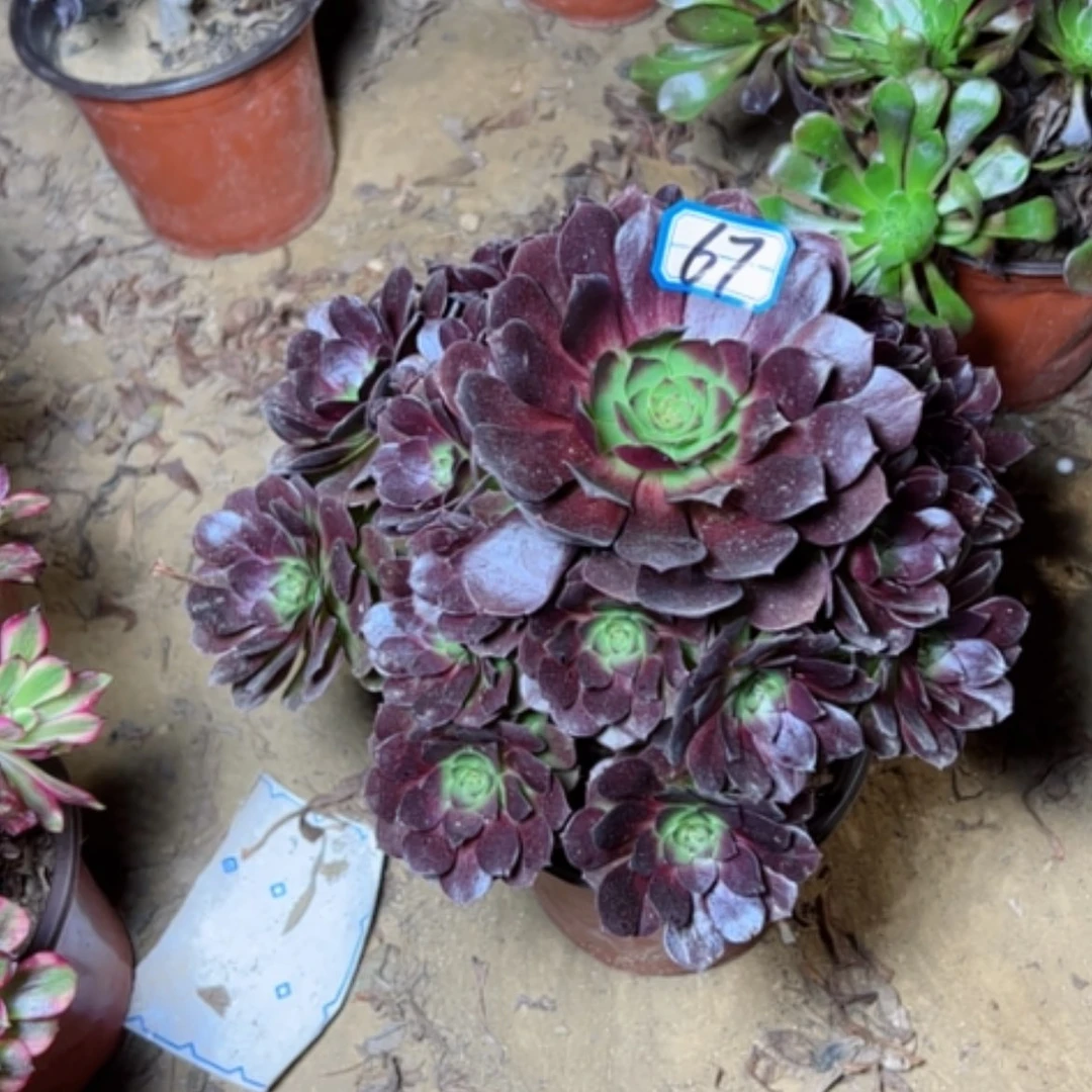 【闪购商品】心**成多肉植物黑魔67