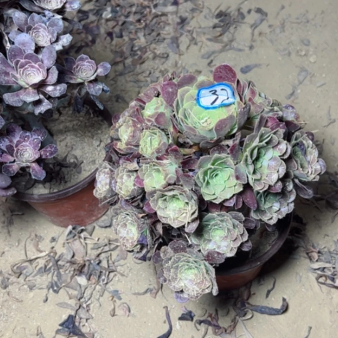 【闪购商品】多肉植物满江红37