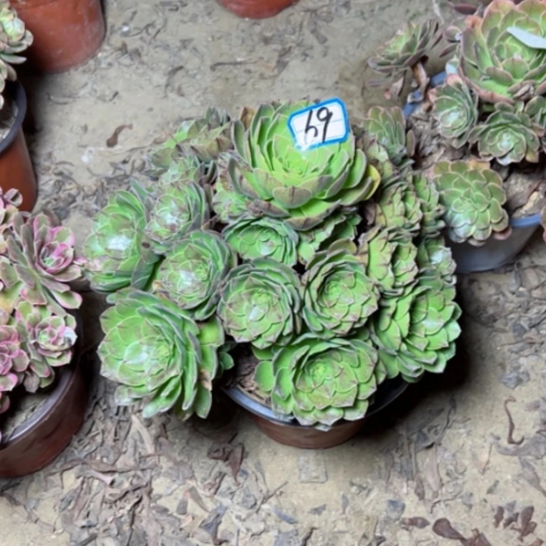 【闪购商品】雯**象多肉植物万拉丝69