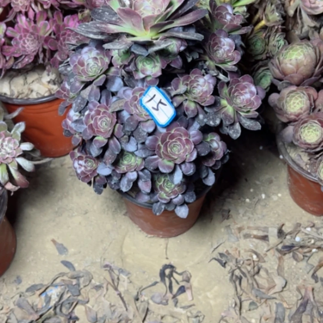 【闪购商品】多肉植物红酒15