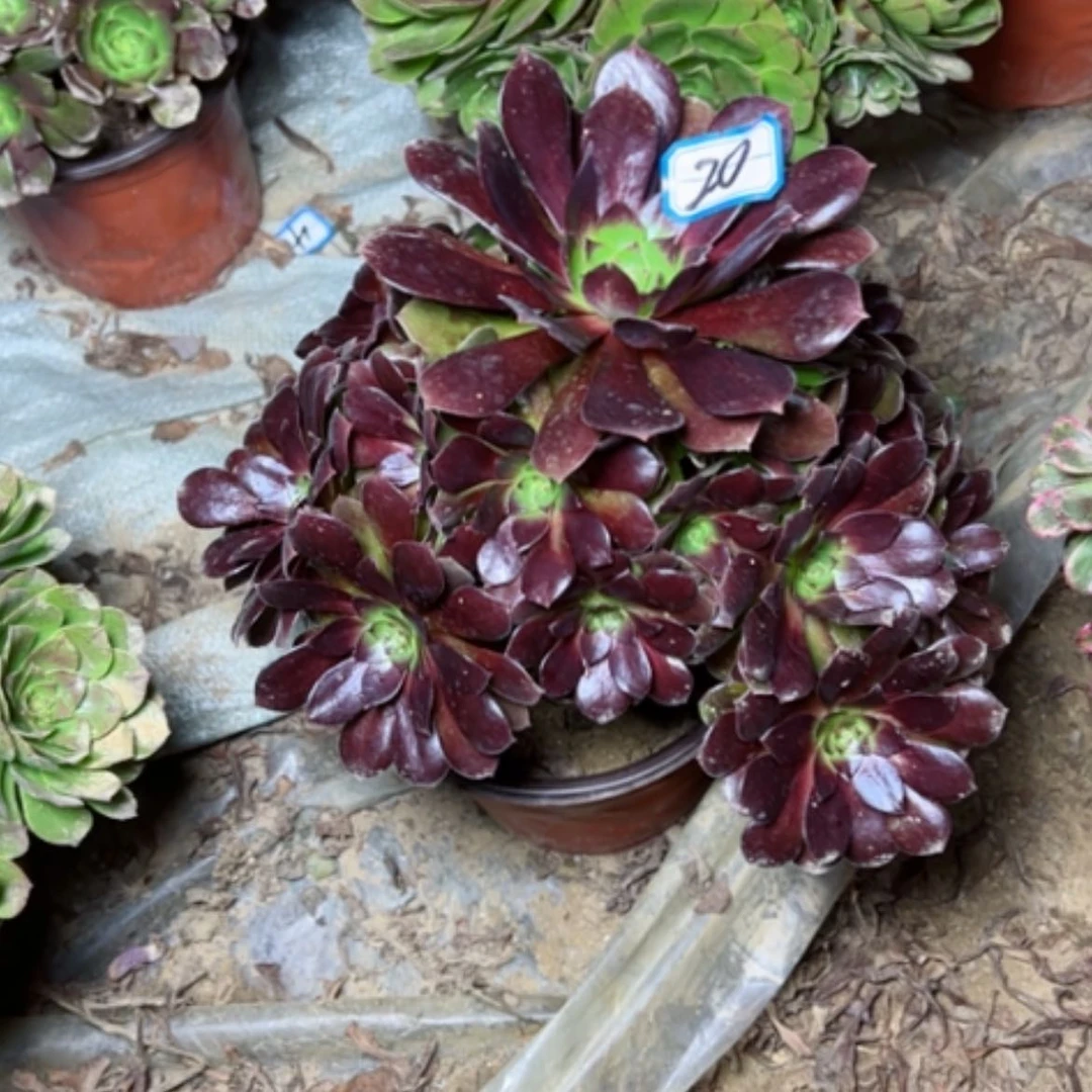 【闪购商品】多肉植物黑魔20
