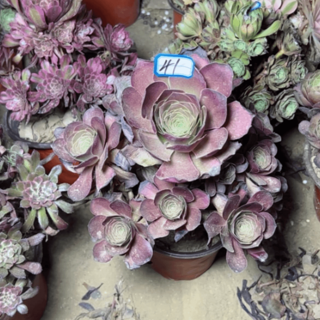 【闪购商品】多肉植物魅金41