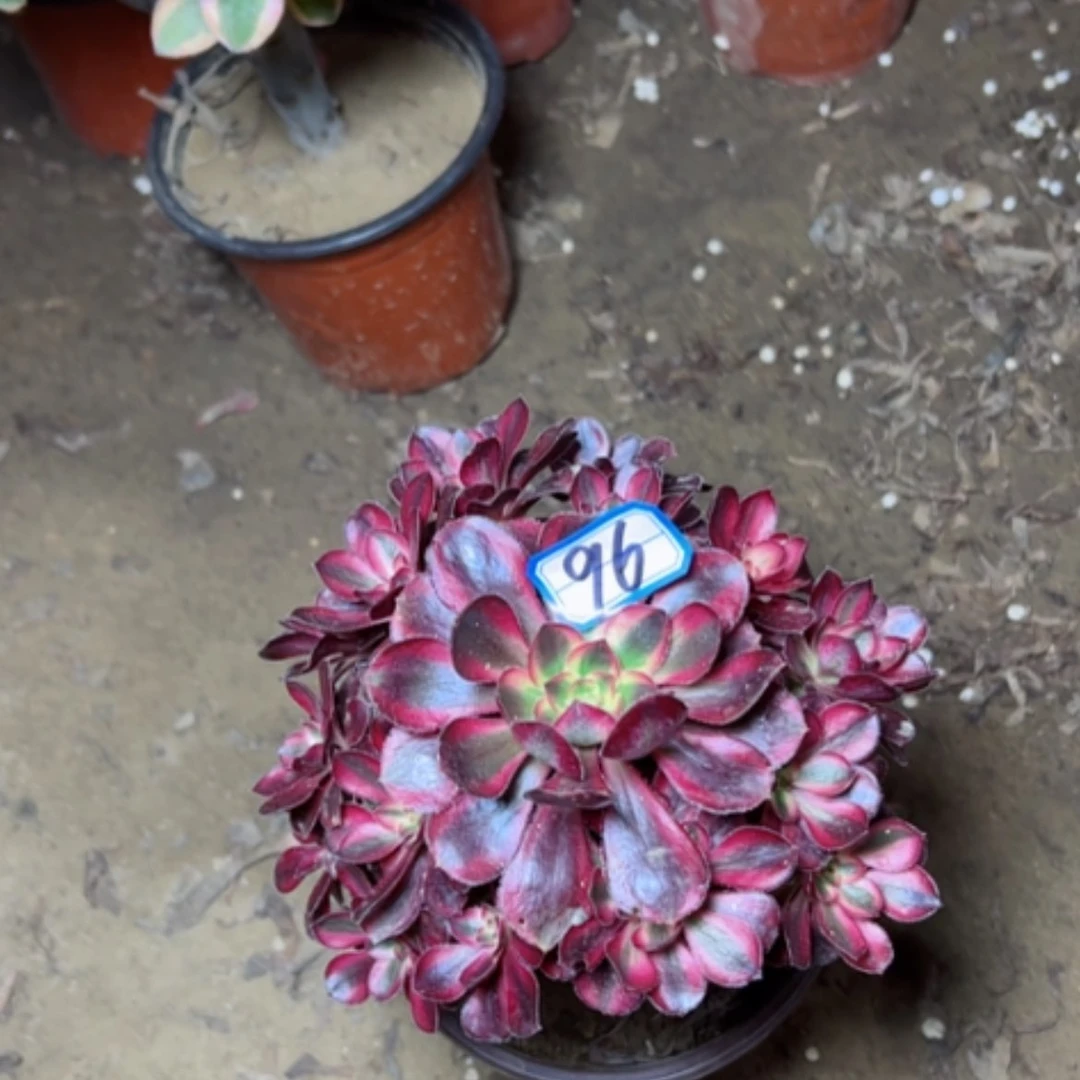 【闪购商品】曼**华多肉植物香奶96