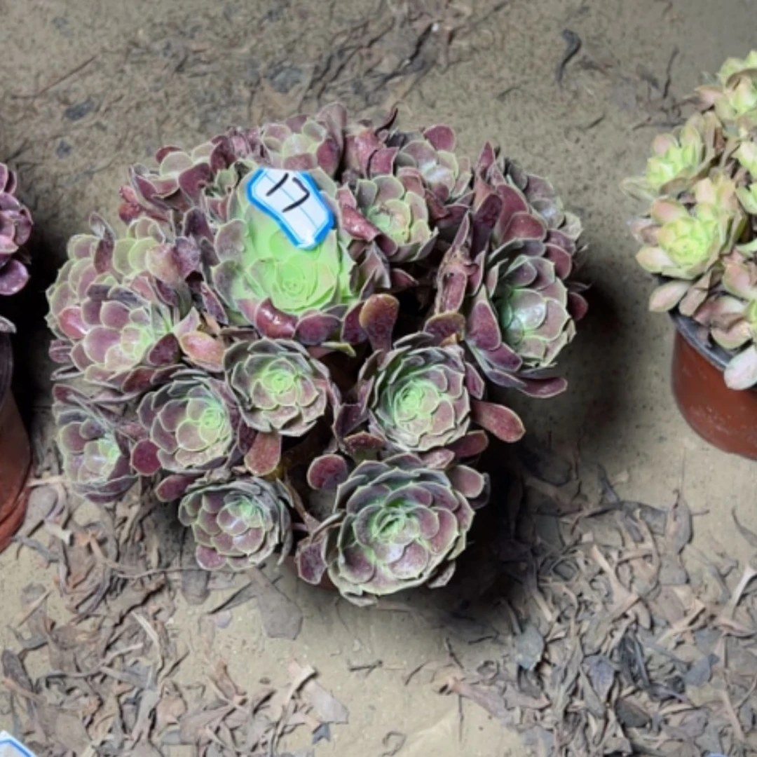 【闪购商品】多肉植物满江红17