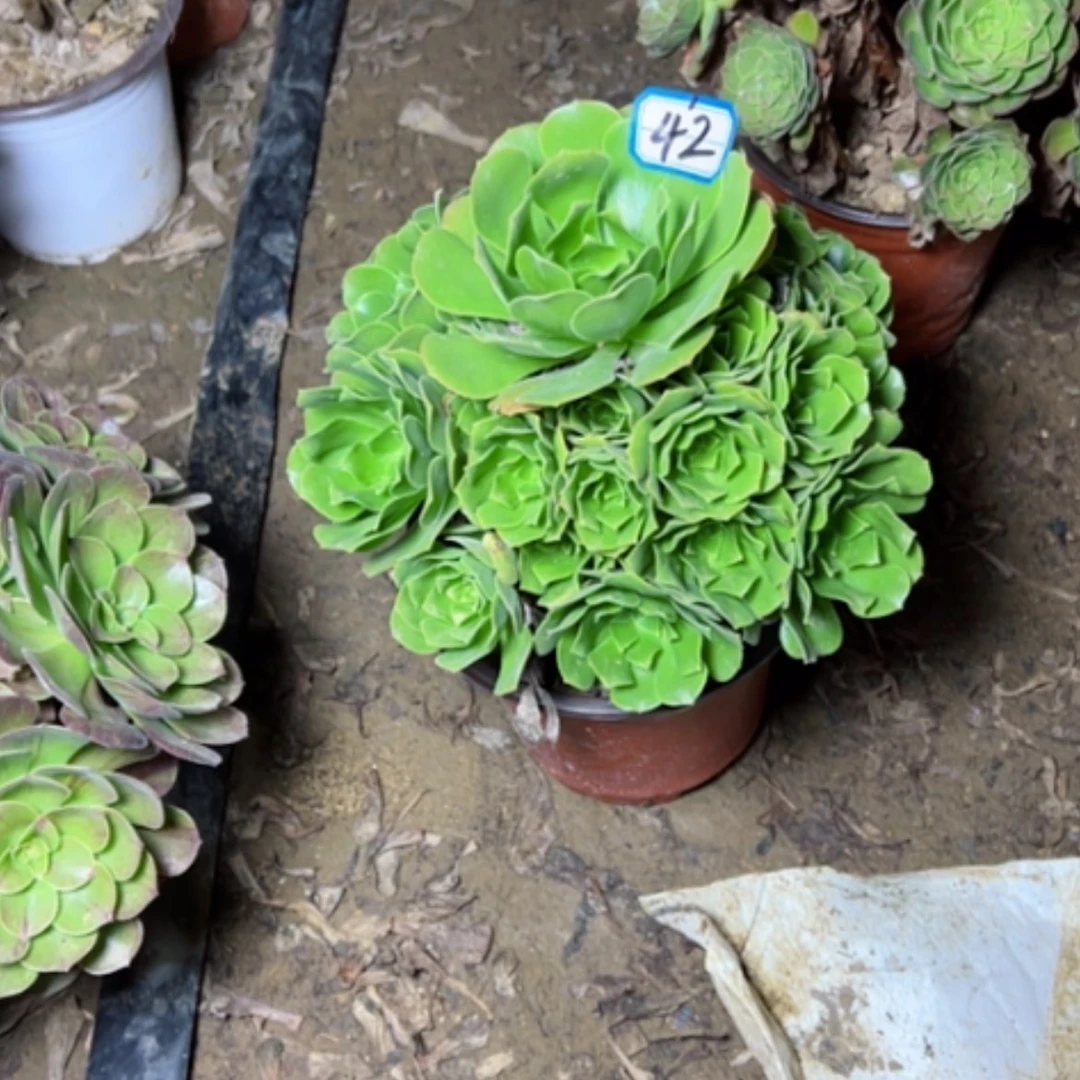 【闪购商品】多肉植物绿杨荣42