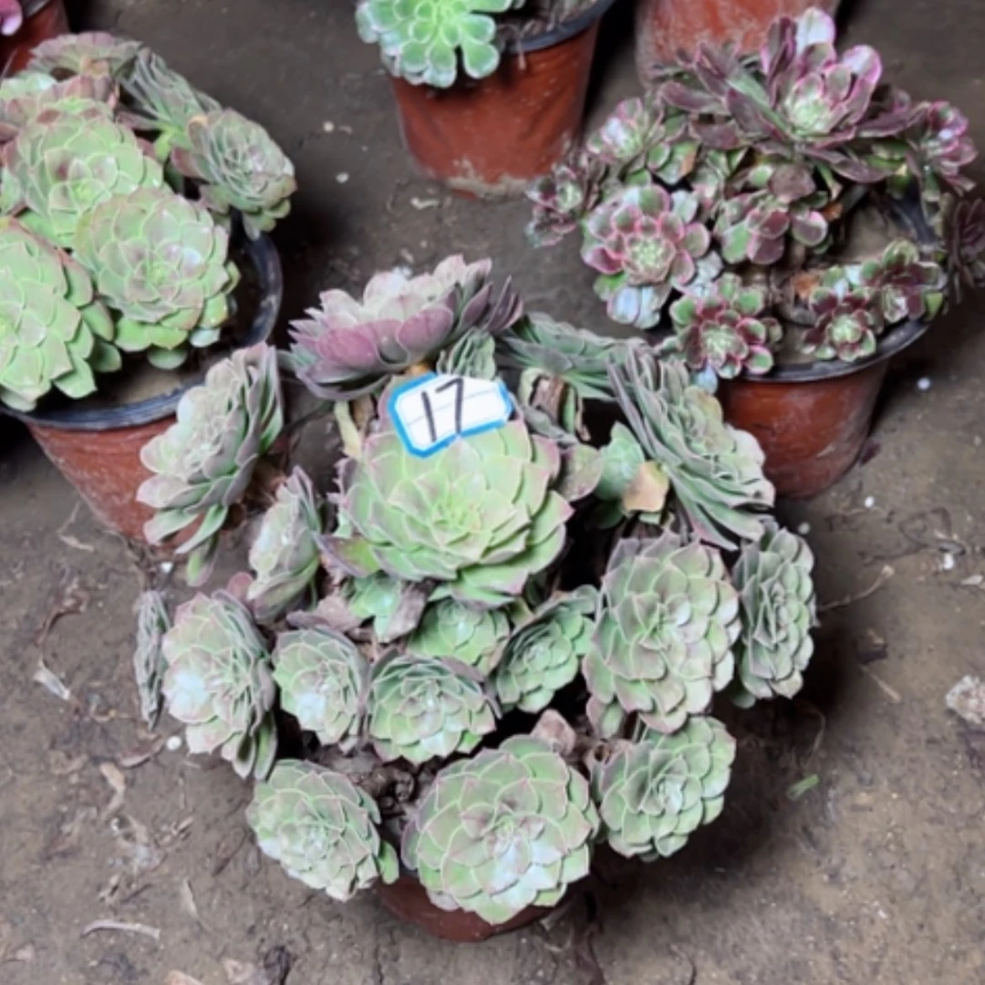 【闪购商品】多肉植物万圣节17