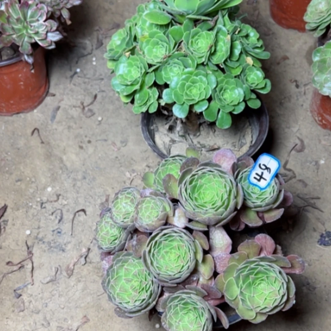【闪购商品】多肉植物两个48