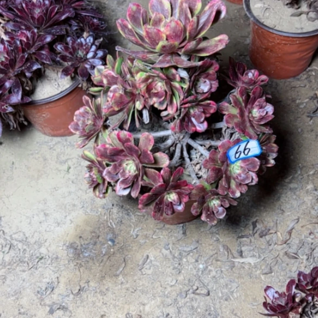 【闪购商品】林*璇多肉植物月蝉66