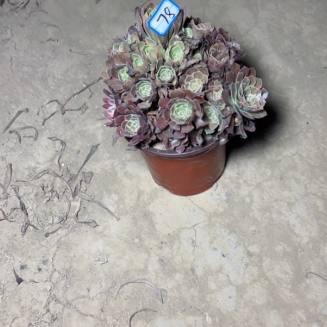 【闪购商品】多肉植物安娜78