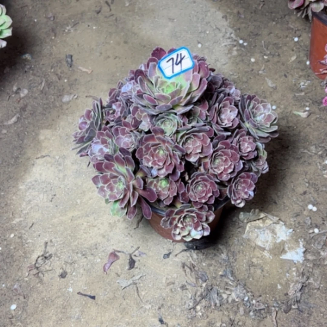 【闪购商品】多肉植物何兰74