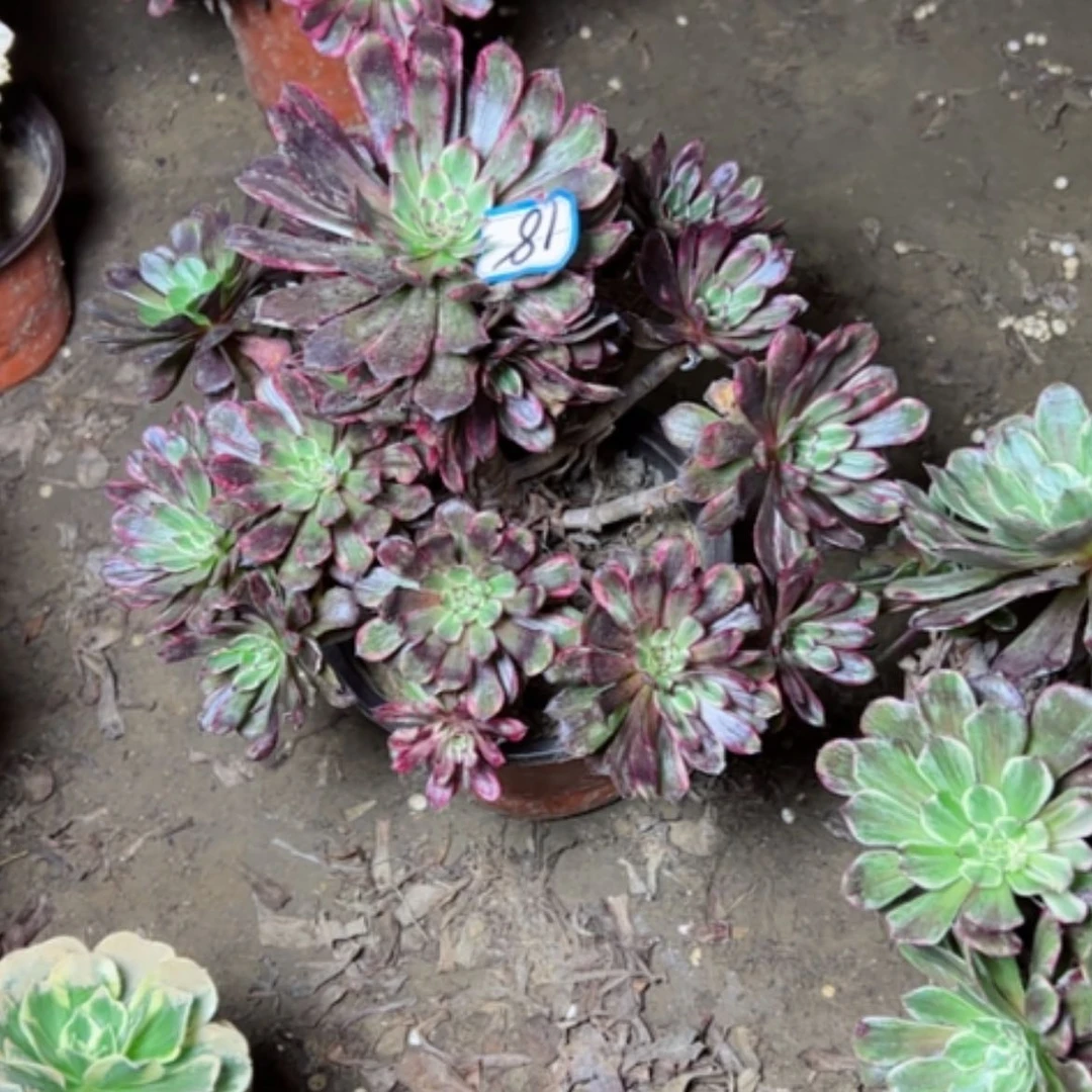 【闪购商品】读*多肉植物紫霞18